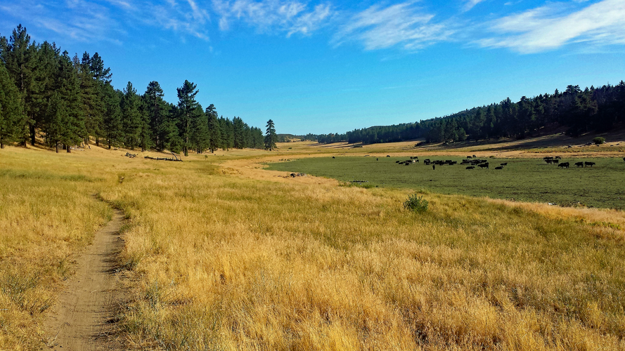 El Prado Spur Trail, Big Laguna Trail and Meadow Spur Trail