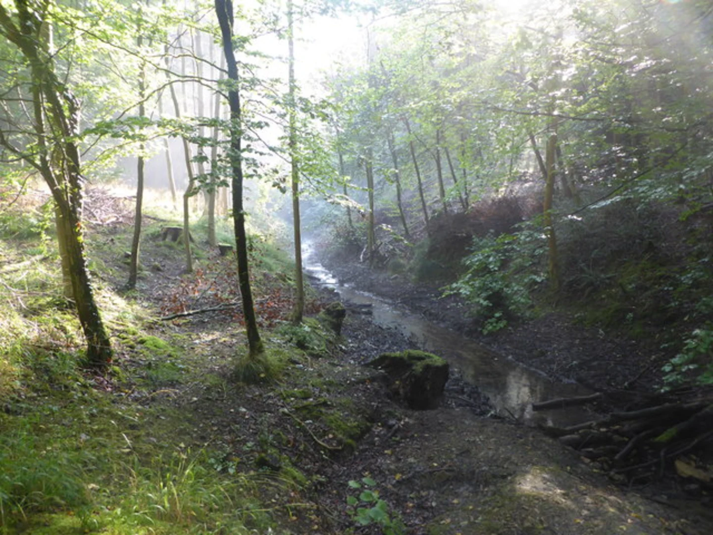 An image depicting the trail Stanley Wood and Selsley Common Loop - Nympsfield and its surrounding area.