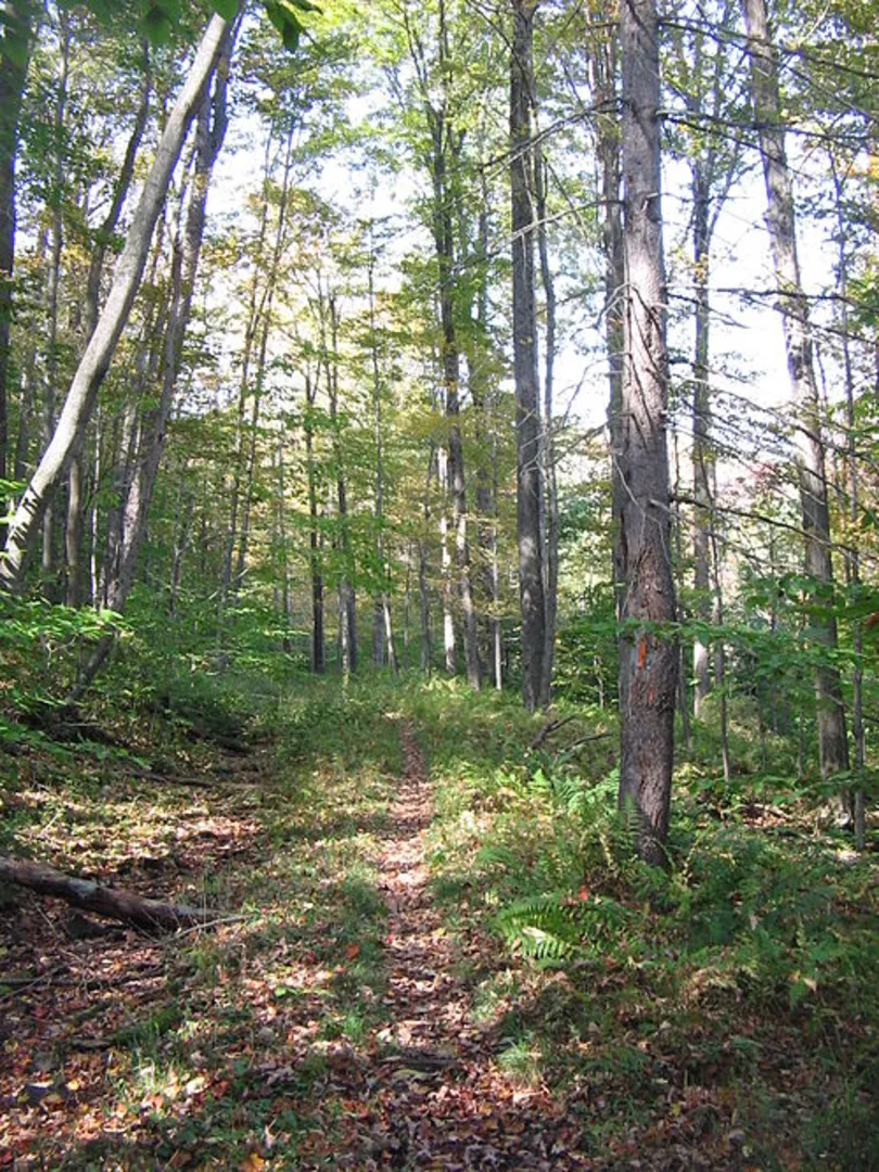 An image depicting the trail Old Loggers Path Loop Trail and its surrounding area.