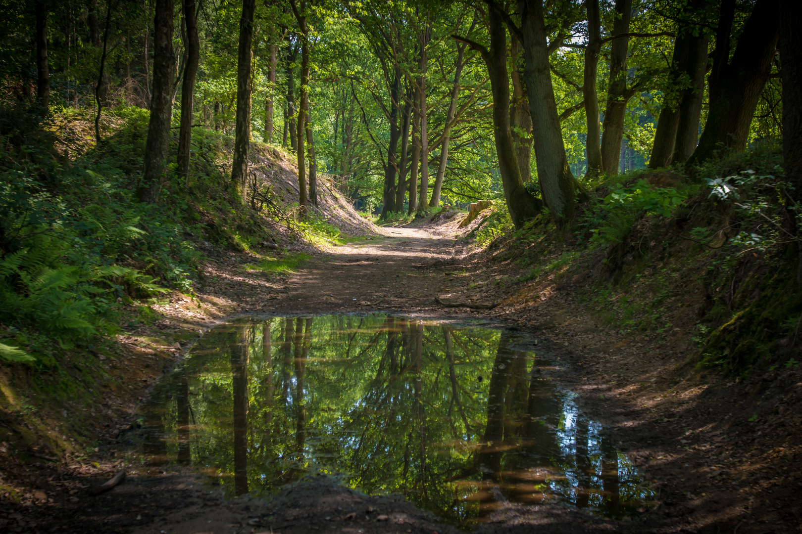 An image depicting the trail Kraaijenberg and Landgoed Heuven Loop and its surrounding area.