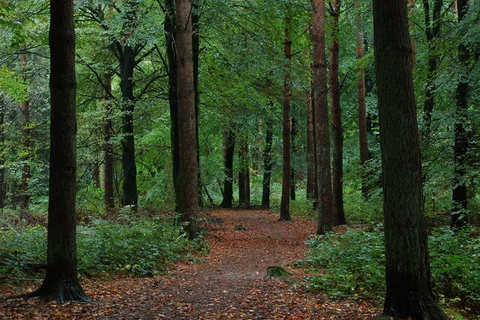 Portglenone Forest Walk