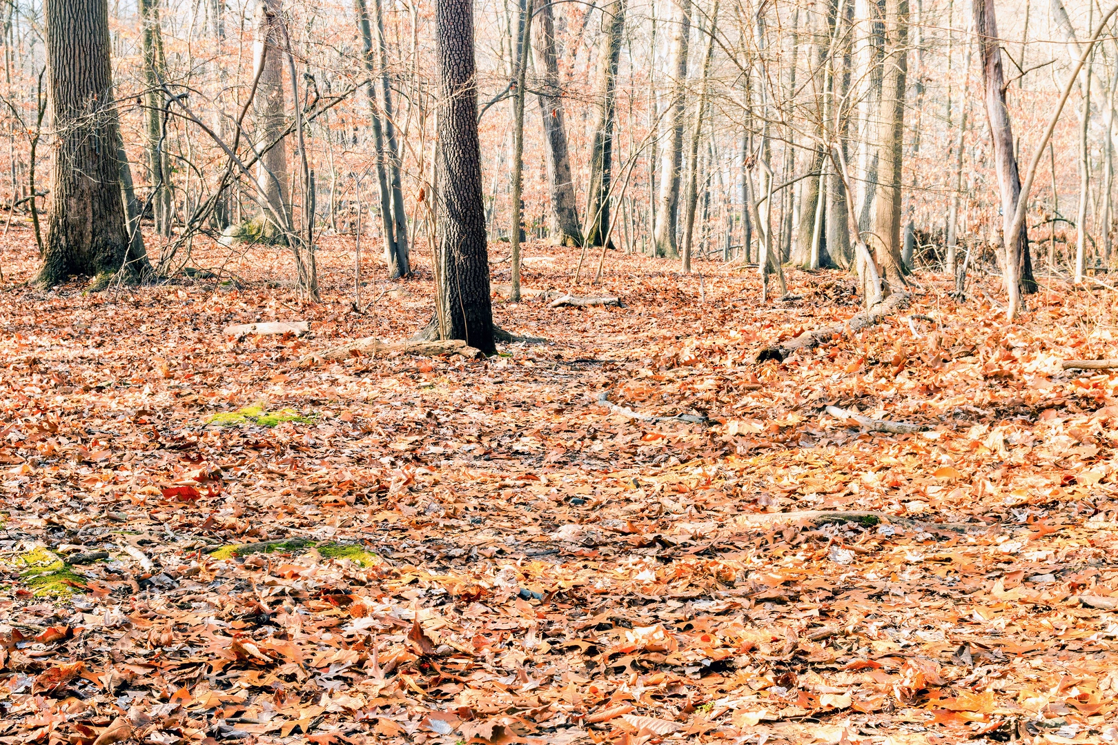 An image depicting the trail Maple Falls, Campbells Pond via Lenape Trail, Turtle Back and River Trail and its surrounding area.
