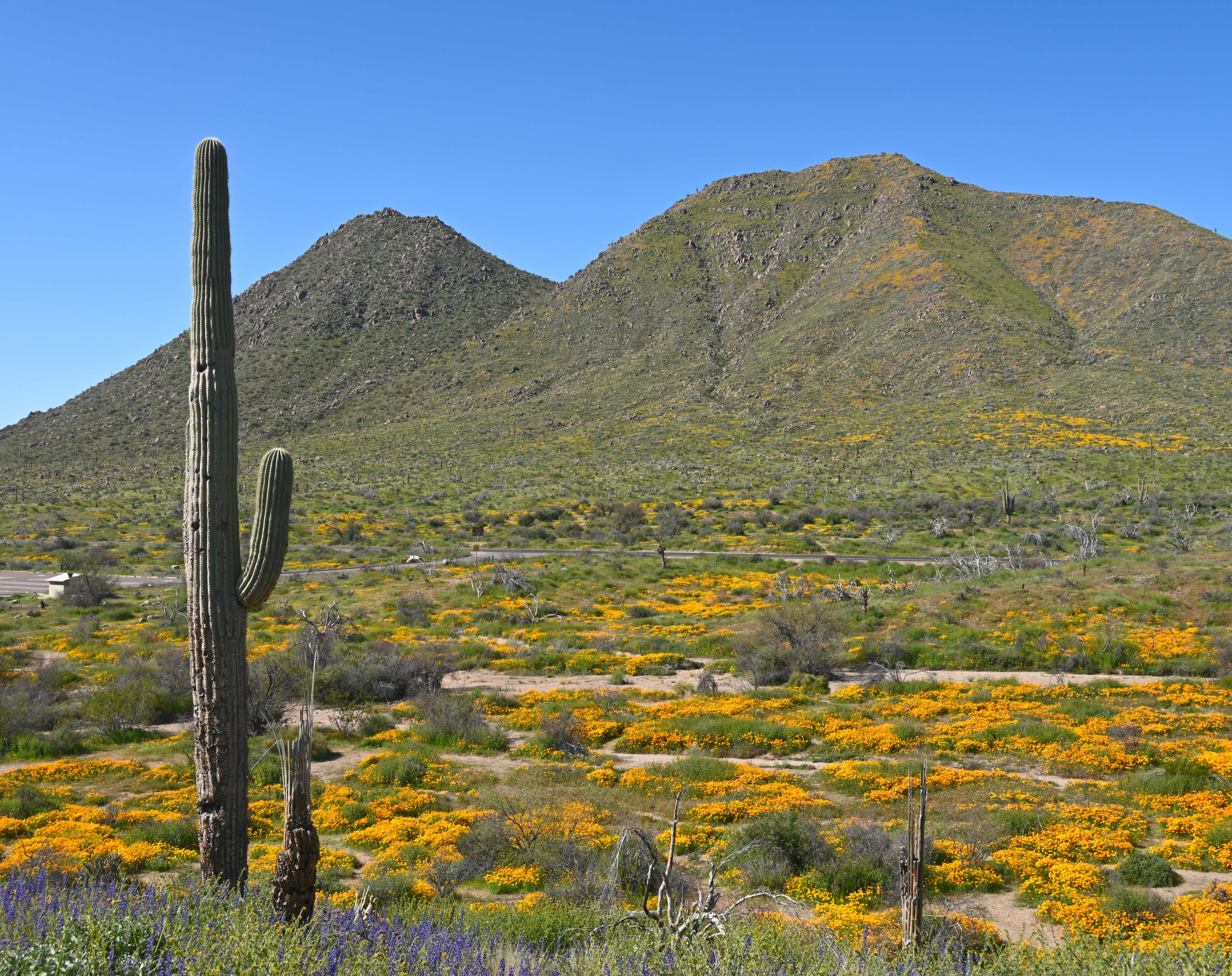An image depicting the trail Tonto National Forest and its surrounding area.
