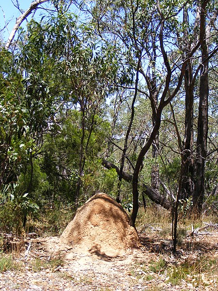 An image depicting the trail Belair National Park and its surrounding area.