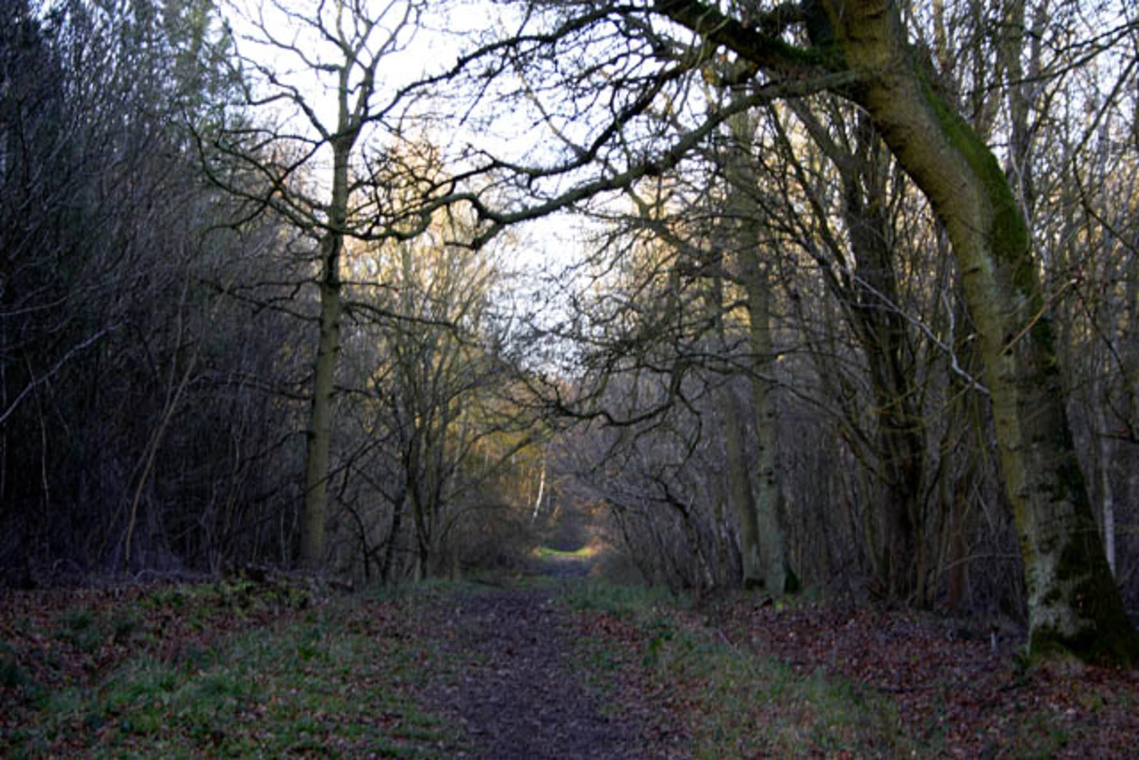 An image depicting the trail Bourne Woods Loop and its surrounding area.