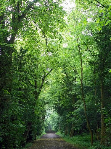 Tring Park Loop