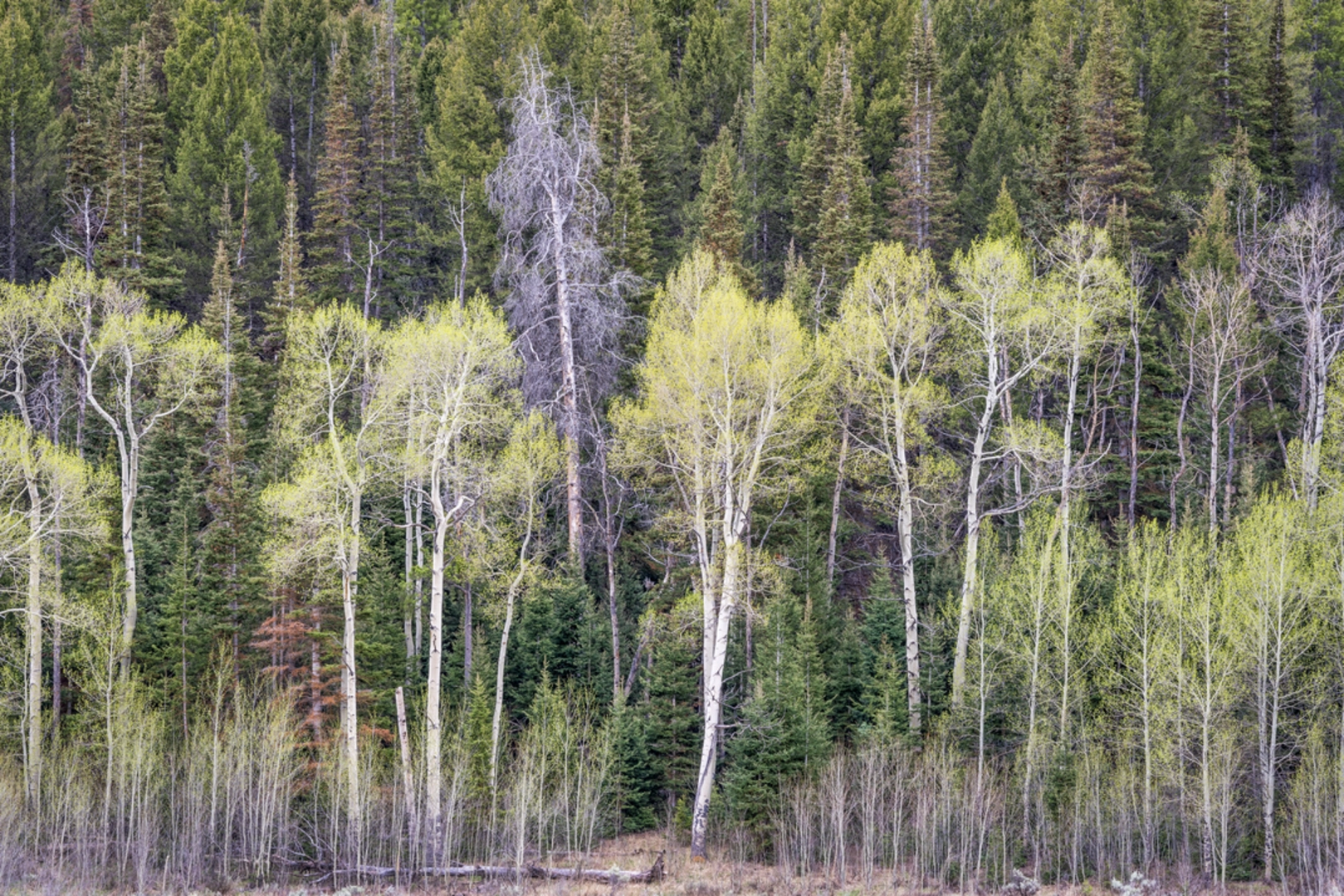 An image depicting the trail Radial Bypass Trail and its surrounding area.