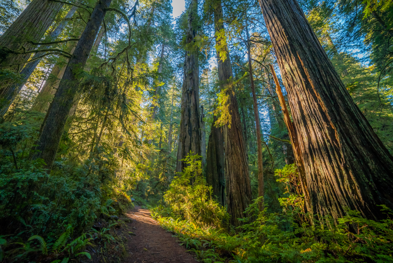 An image depicting the trail Boy Scout Tree Trail and its surrounding area.