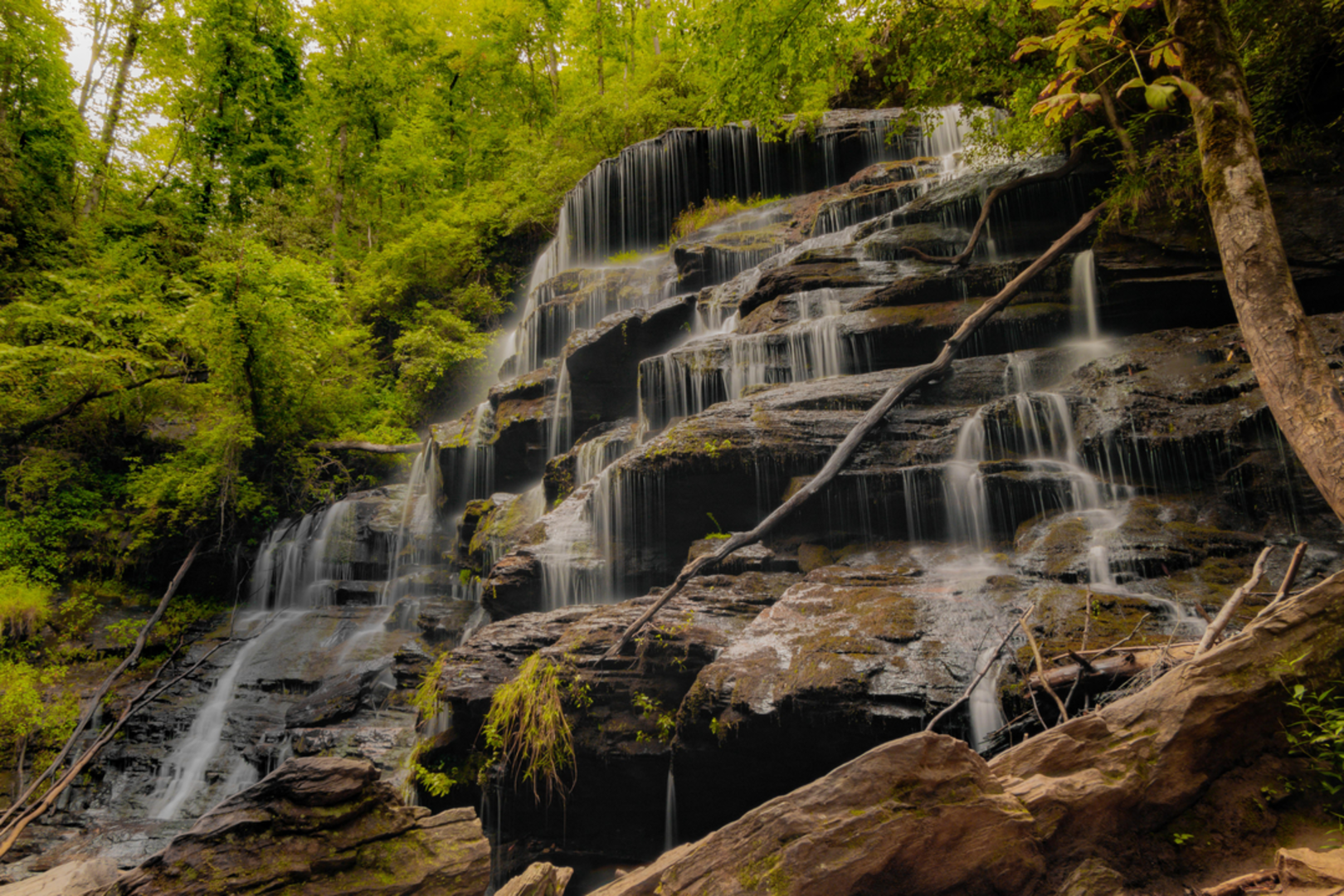 An image depicting the trail Yellow Branch Falls Trail and its surrounding area.