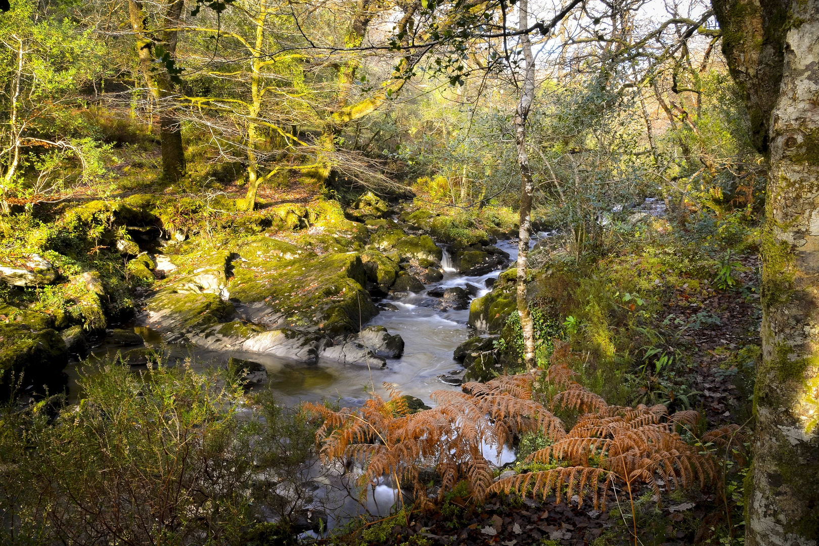 An image depicting the trail Glengarriff Nature Reserve - Lady Bantrys Lookout and its surrounding area.