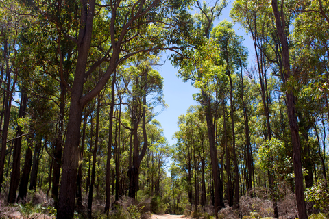 Blackwood River Walk