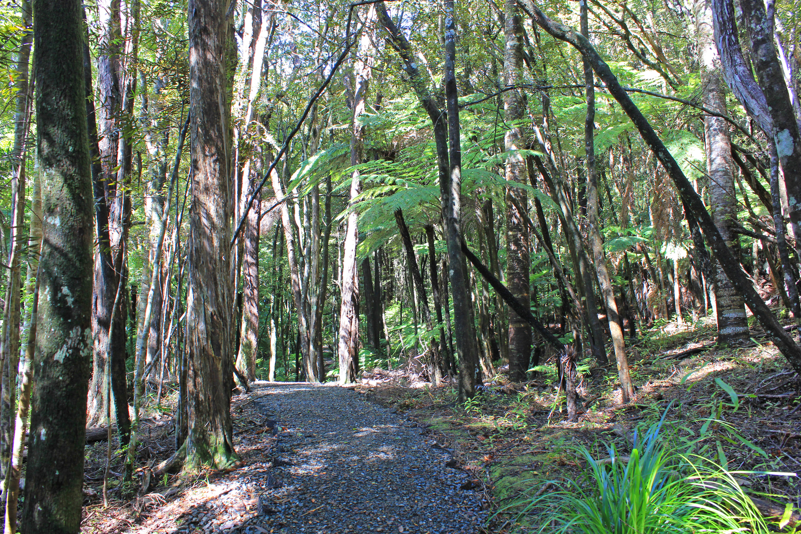 An image depicting the trail Goldie Bush Walkway and its surrounding area.