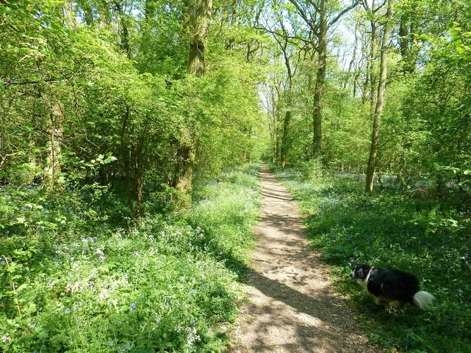 Ampthill Park and Kings Wood Loop