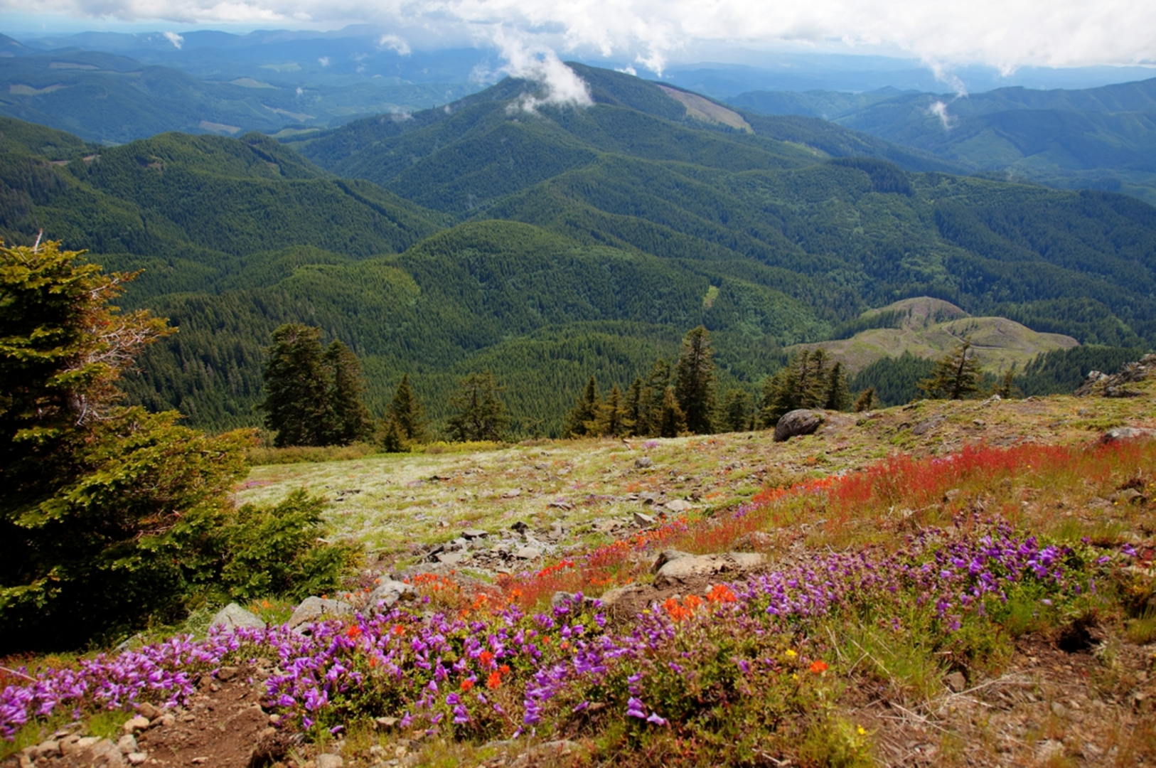 An image depicting the trail Marys Peak via East Ridge Trail and its surrounding area.