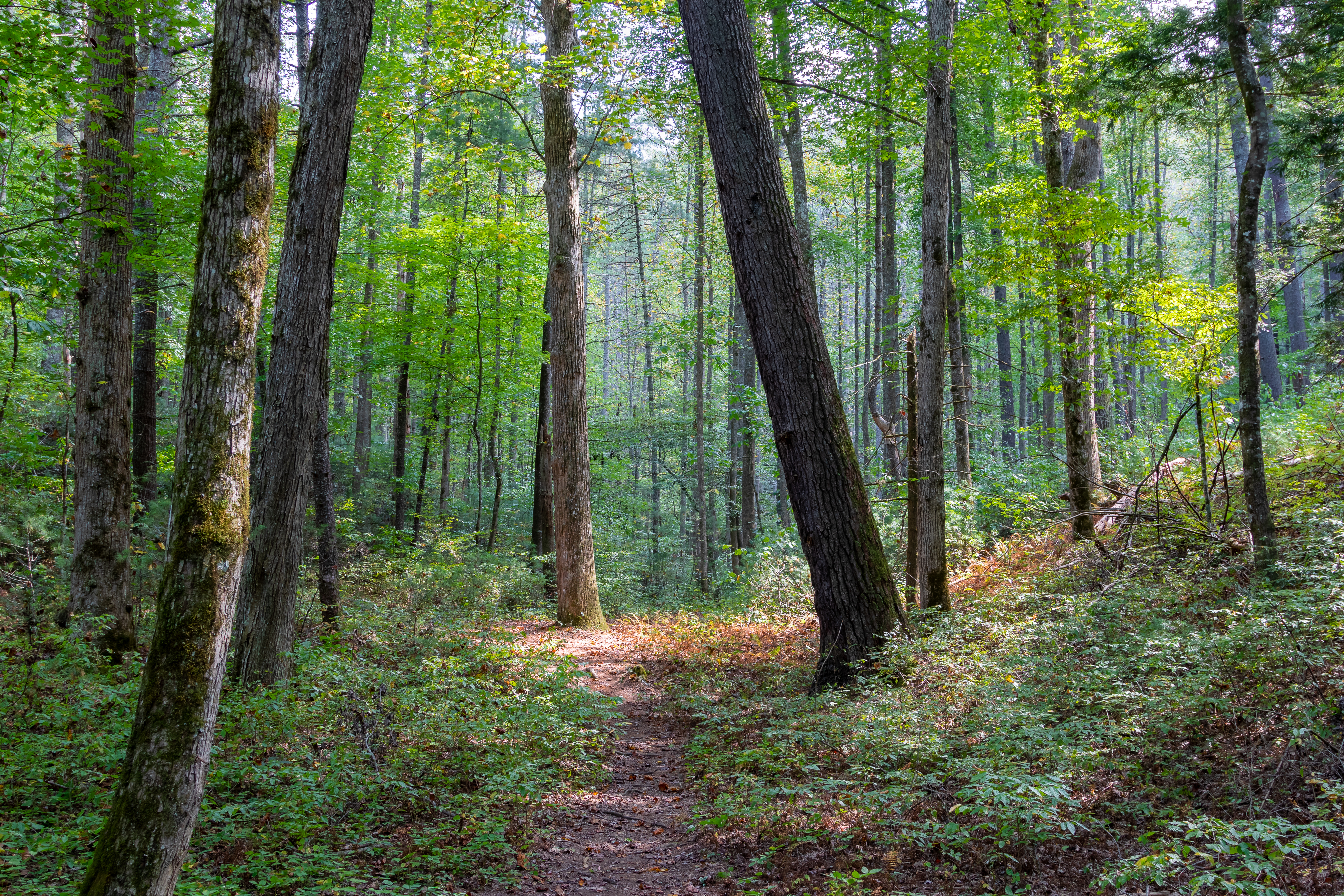 An image depicting the trail Cherokee National Forest and its surrounding area.