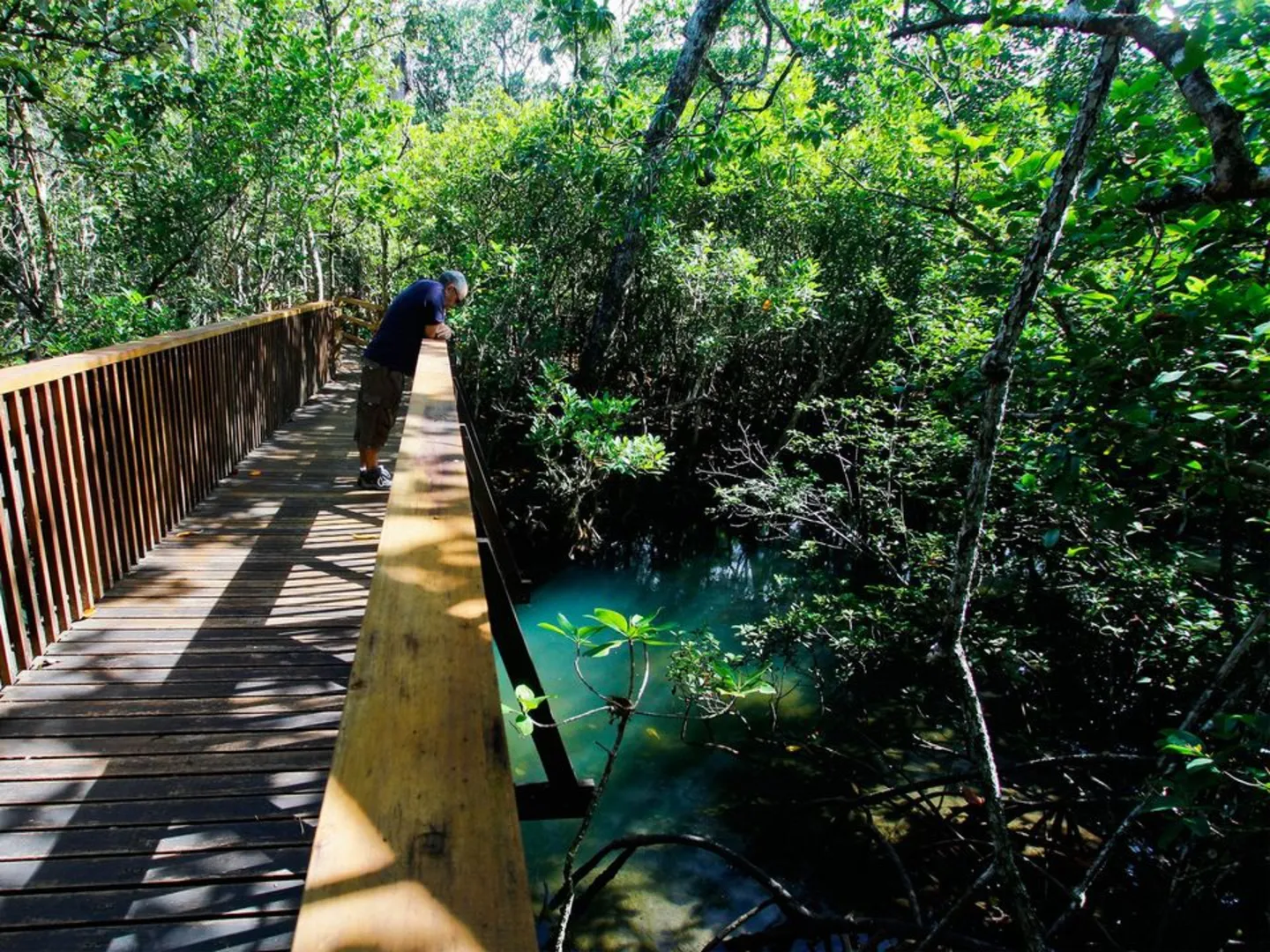 An image depicting the trail Madja Boardwalk Trail and its surrounding area.