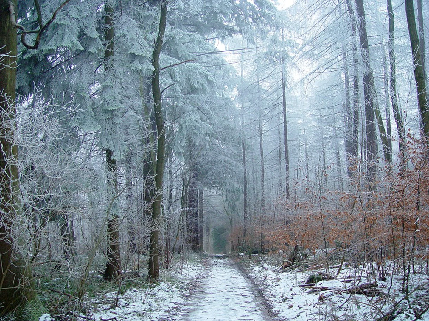 An image depicting the trail Oberhoell to Leuchtenberg via Burgenweg and its surrounding area.
