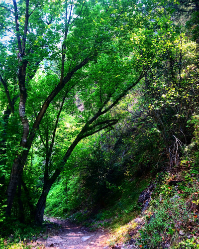 Grizzly Creek Trail
