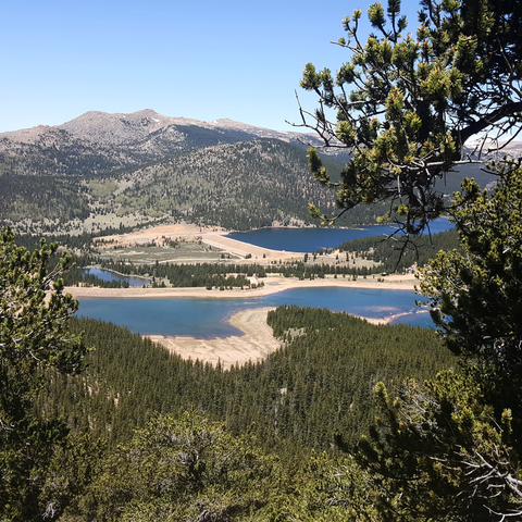 Foresters Trail