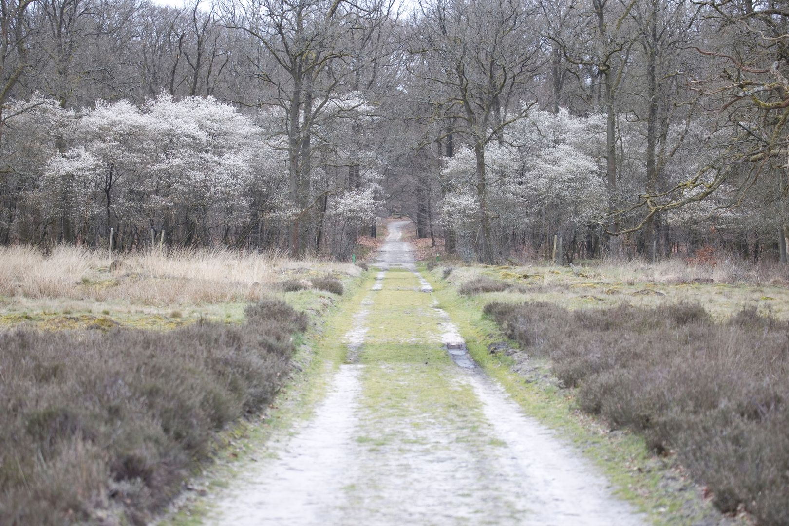 An image depicting the trail Noordweg, Spelderholt and Leesterheide Loop and its surrounding area.