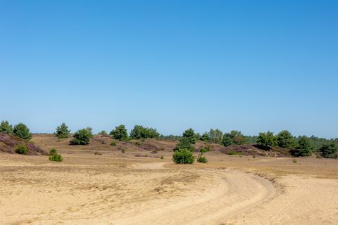 Hoenderloo to Kootwijk via Kootwijkerzand, Schaapskooi and Harskampweg