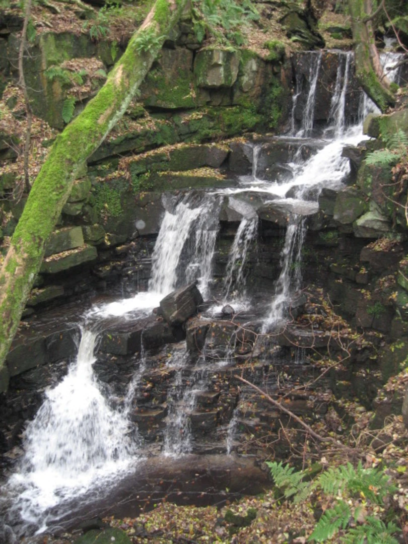 An image depicting the trail Stubbins Loop and its surrounding area.