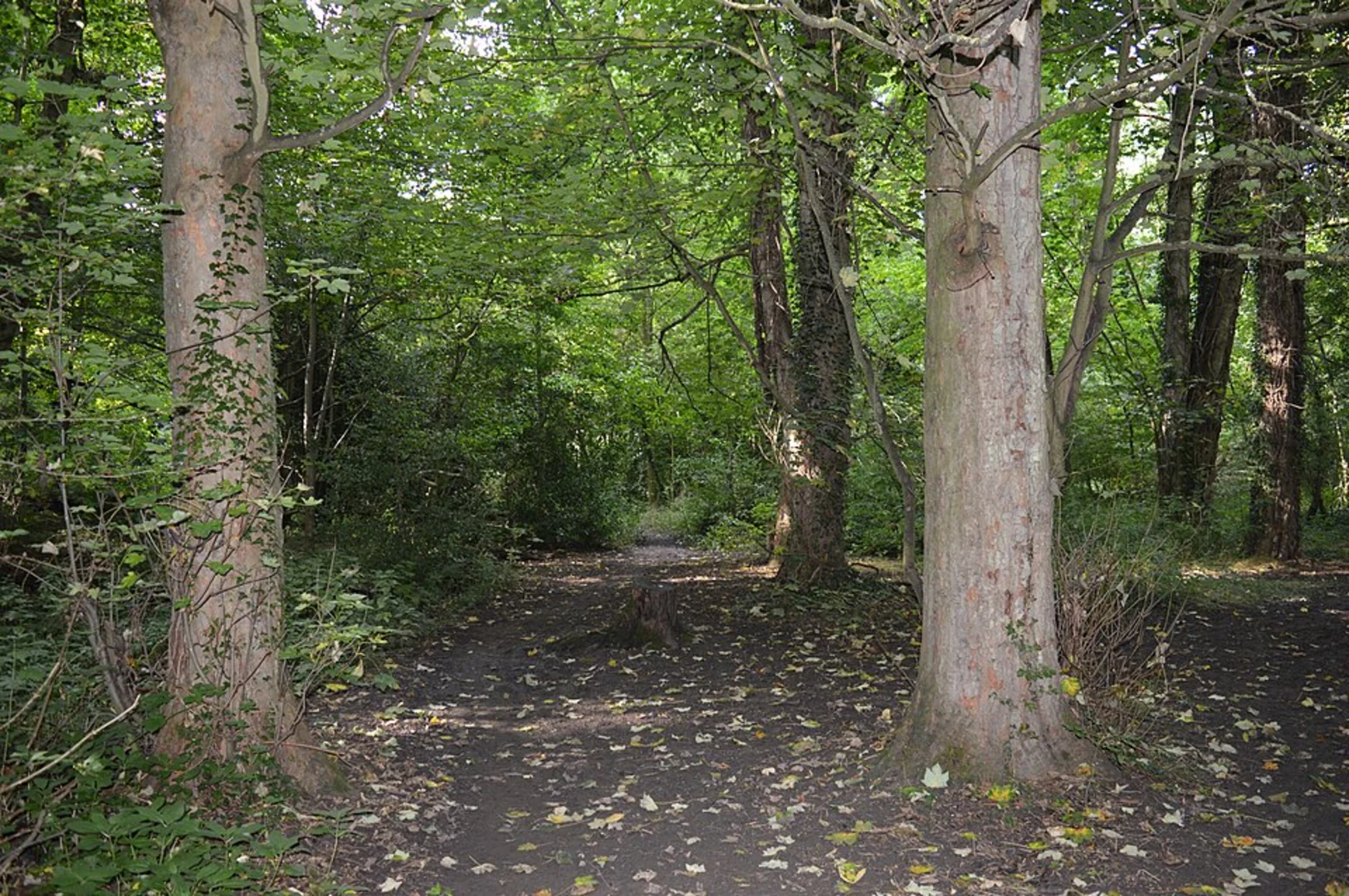 An image depicting the trail Brookmans Park and Gobions Pond Loop and its surrounding area.