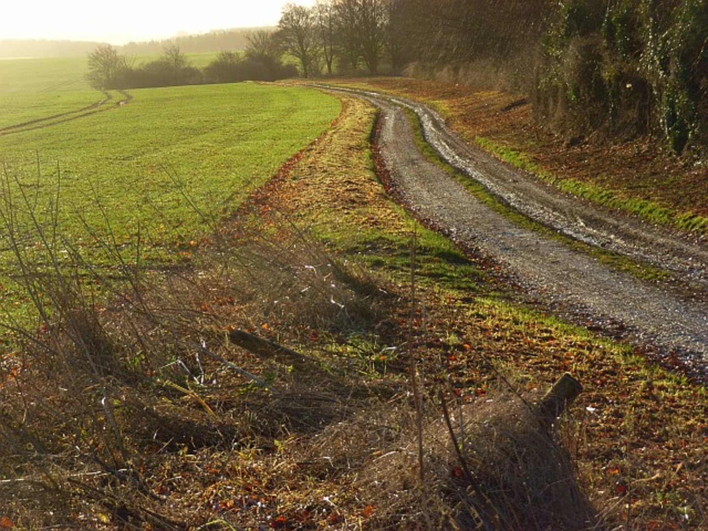 An image depicting the trail Uffington Castle and Ashdown Park Loop and its surrounding area.