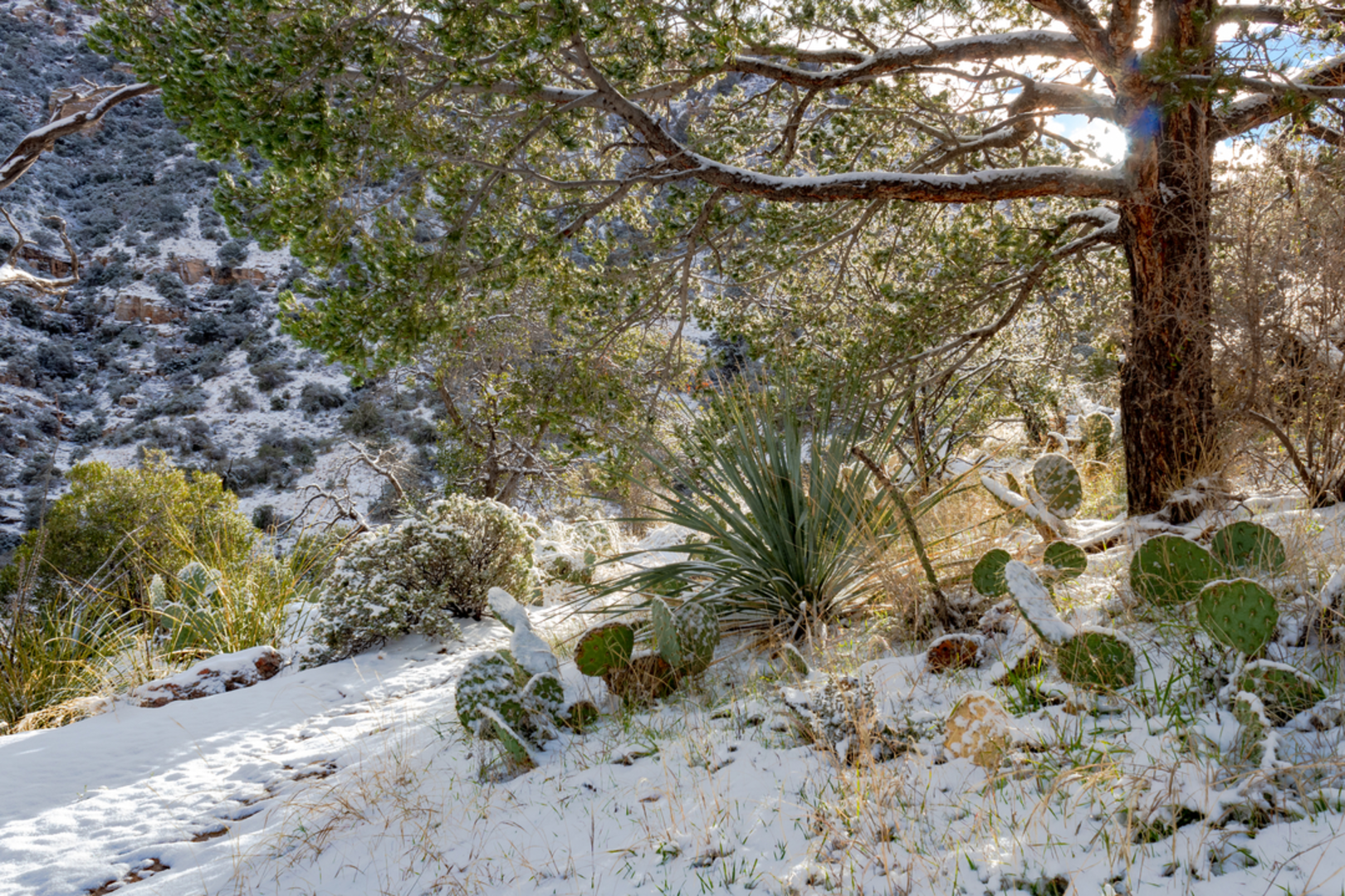 An image depicting the trail Pima Trail and its surrounding area.