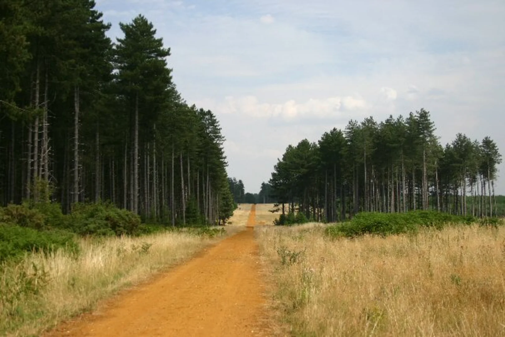 An image depicting the trail The king's Forest Loop from Lackford Lakes and its surrounding area.