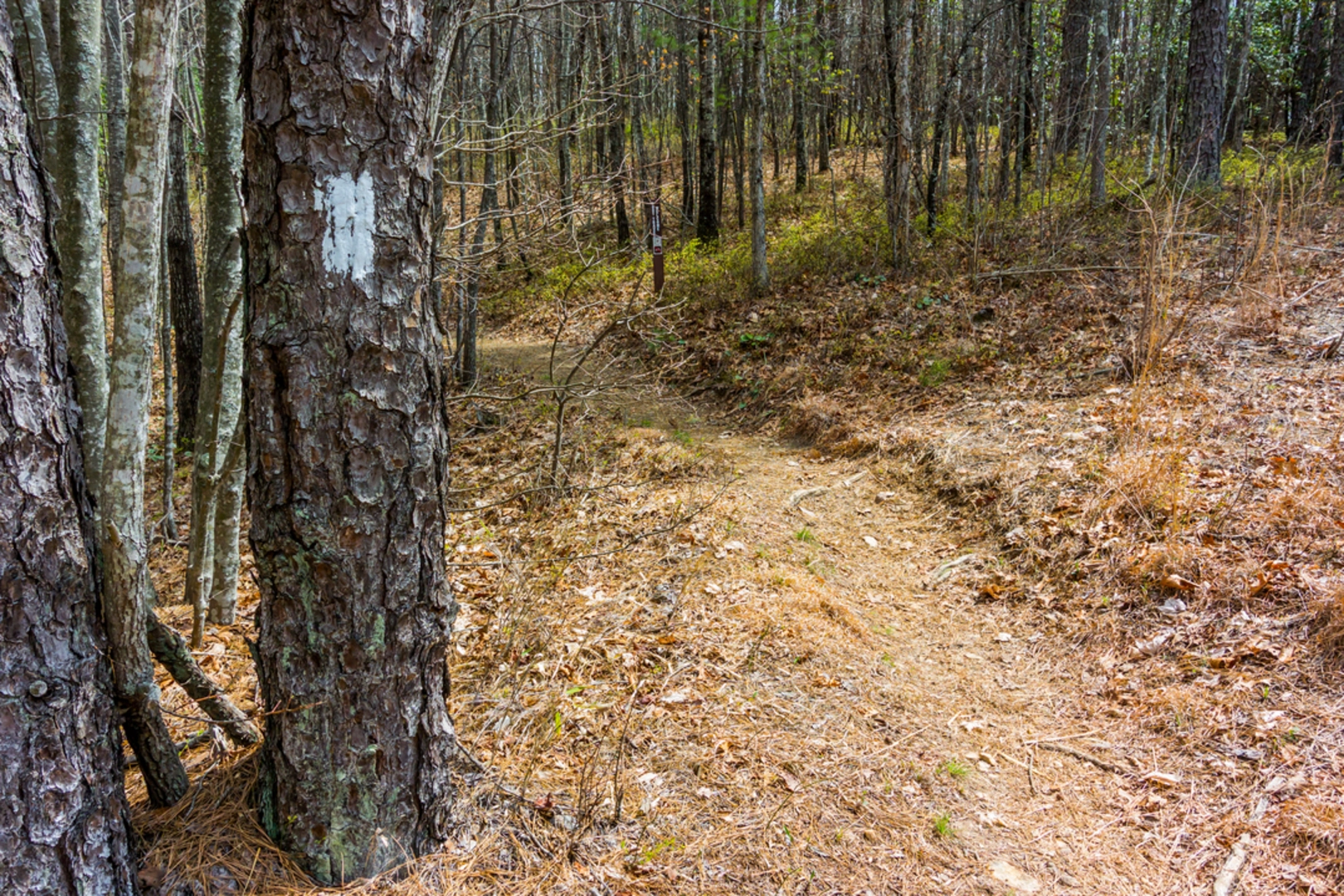 An image depicting the trail Tamassee Knob via Hidden Falls Trail and its surrounding area.