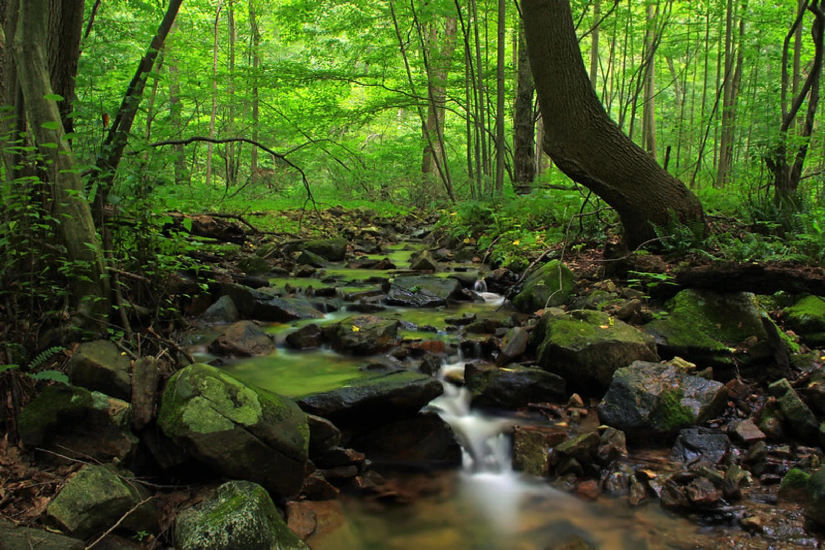 An image depicting the trail Harnish Run Loop and its surrounding area.