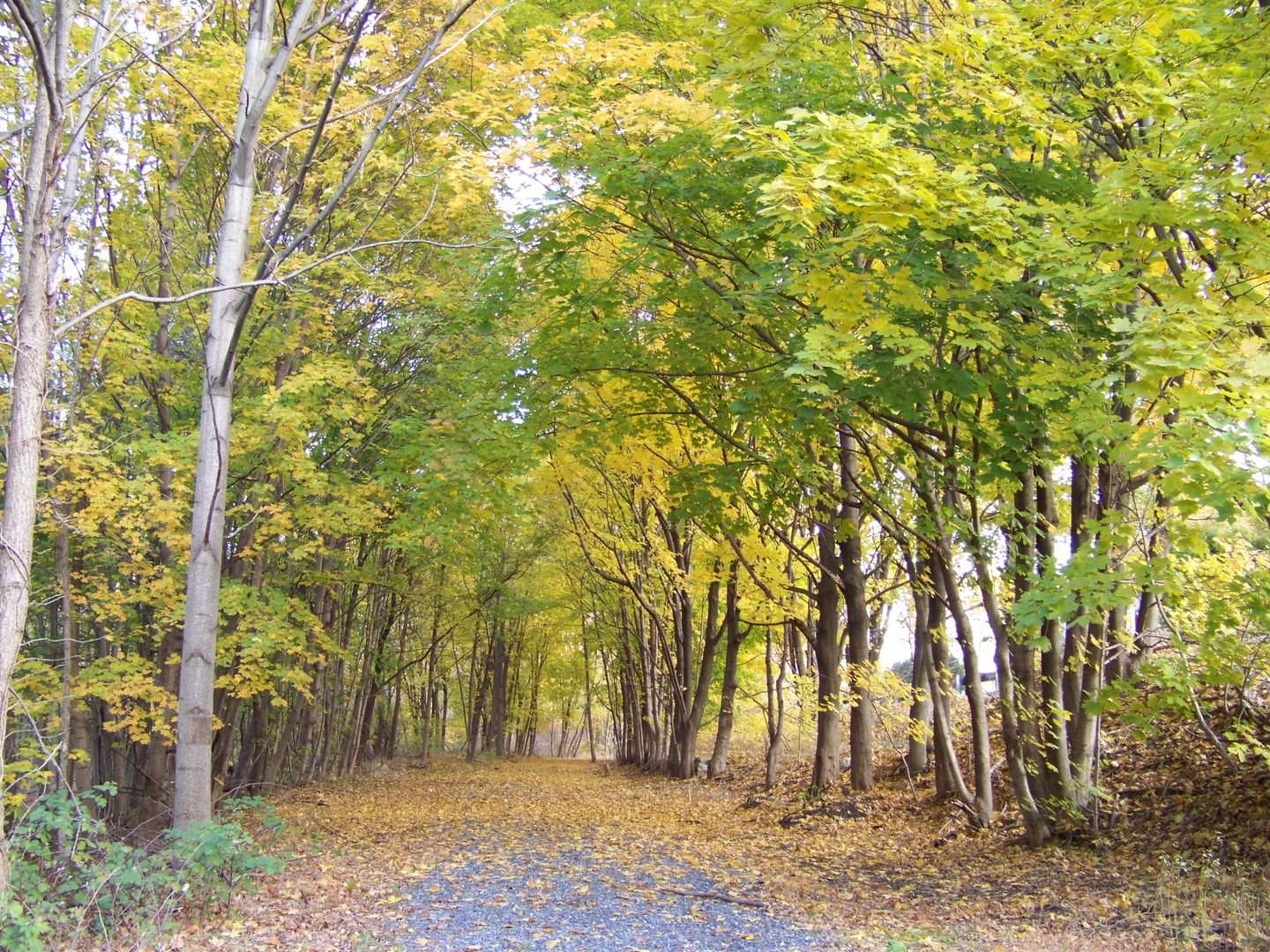 An image depicting the trail Swatara State Park Loop and its surrounding area.