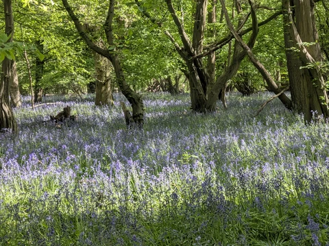 Wain Wood from Hitchin Priory via Charlton
