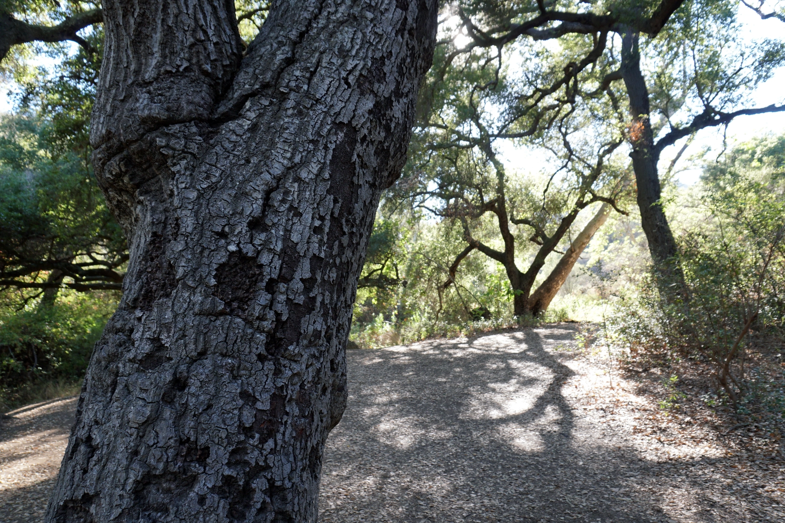 An image depicting the trail Grotto Trail and Canyon View Loop Trail and its surrounding area.