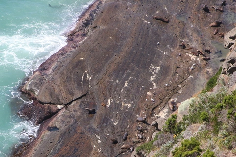 Blowholes to Cape Bridgewater Seal Colony Trail