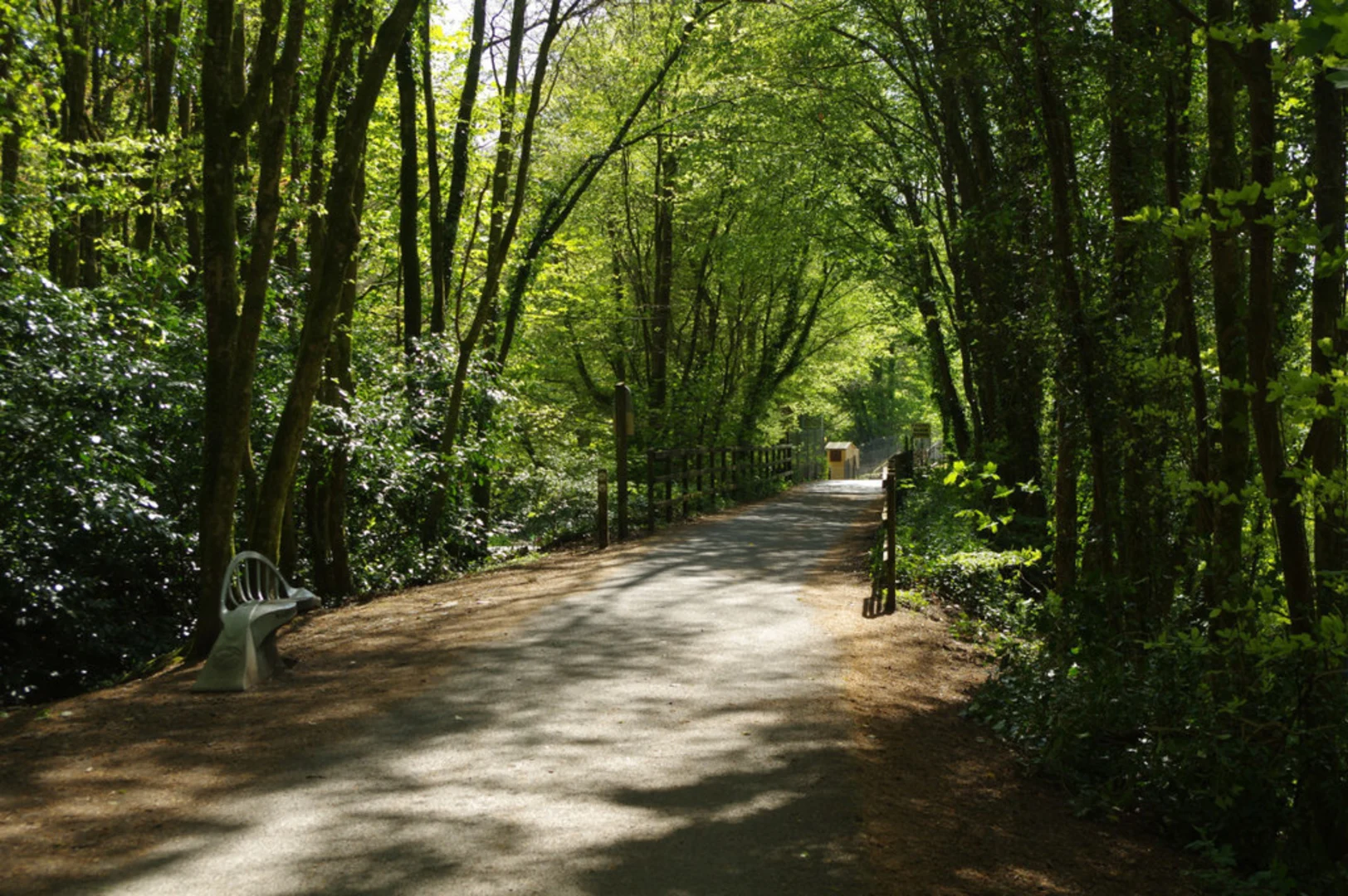 An image depicting the trail Plymbridge Woods Walk and its surrounding area.
