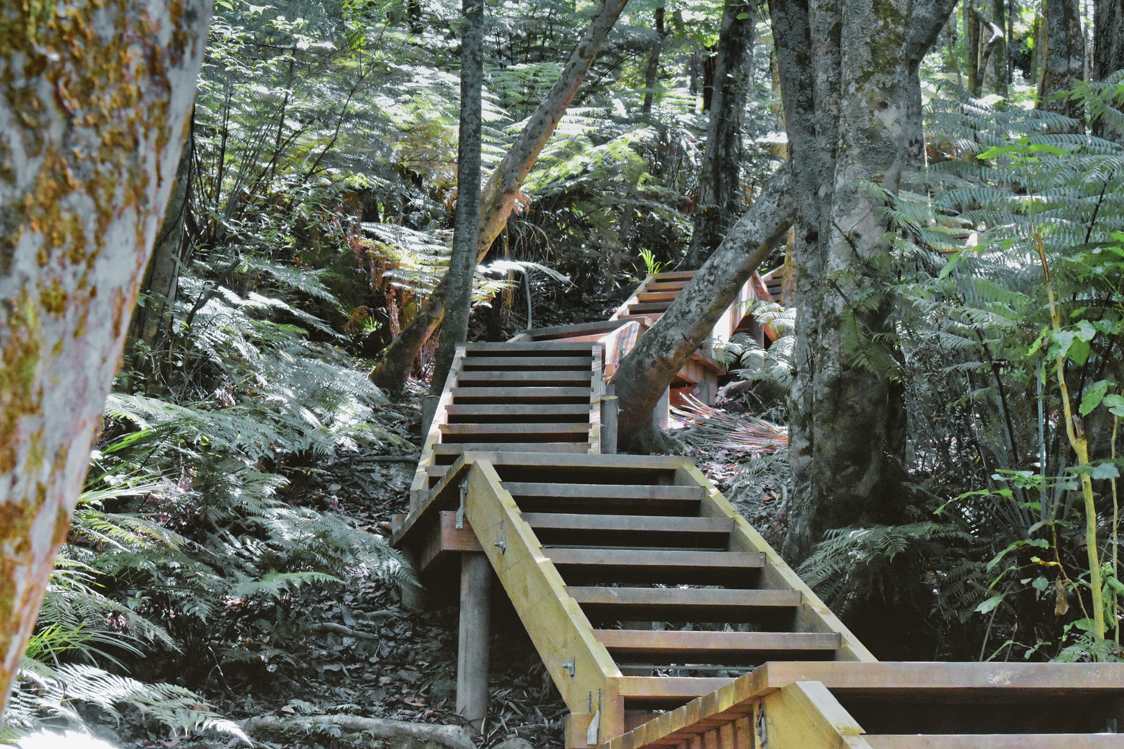 An image depicting the trail Clevedon Scenic Reserve Track and Thorps Quarry and its surrounding area.