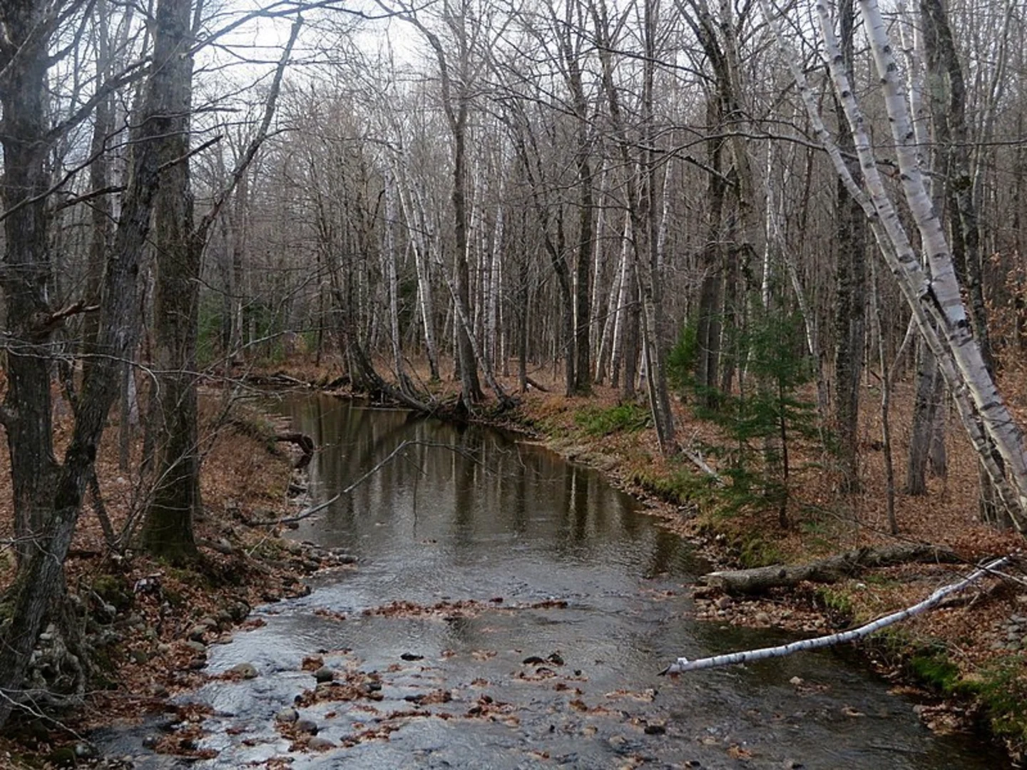 An image depicting the trail Basin Trail and its surrounding area.