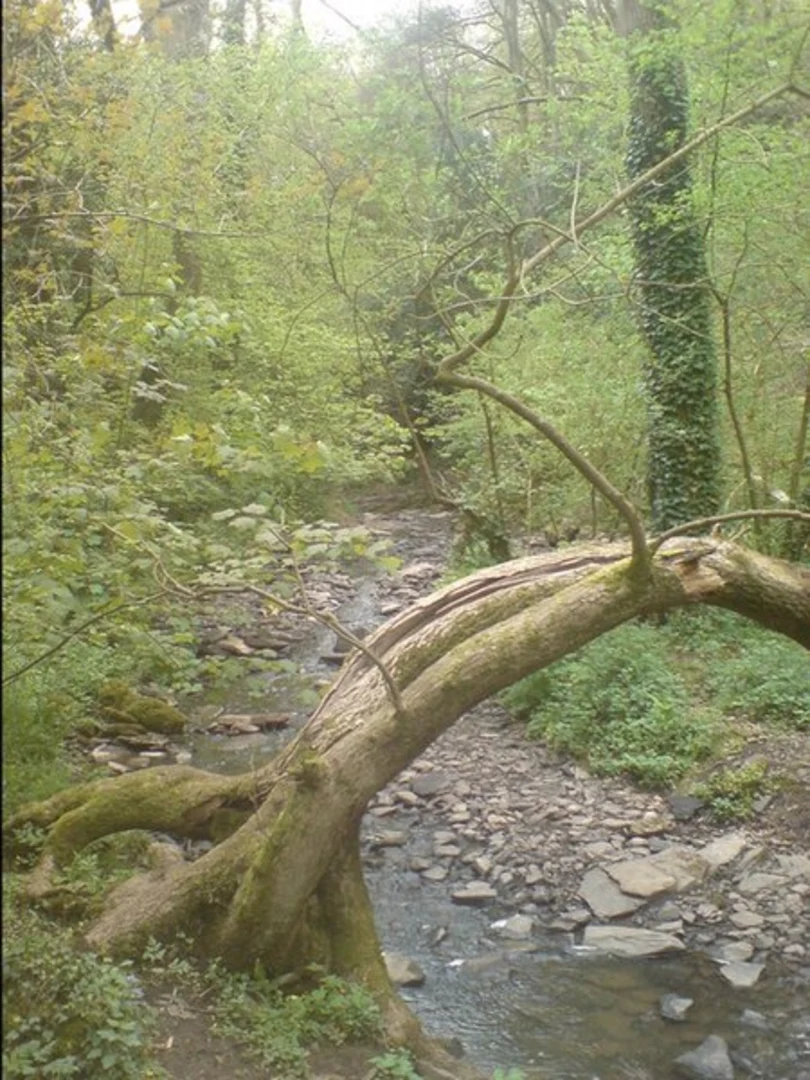 An image depicting the trail Greyfield Wood Loop and its surrounding area.