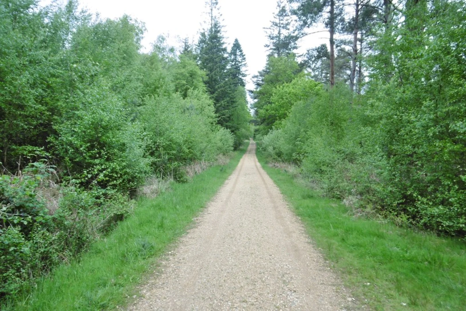 An image depicting the trail Churchplace Inclosure Loop and its surrounding area.