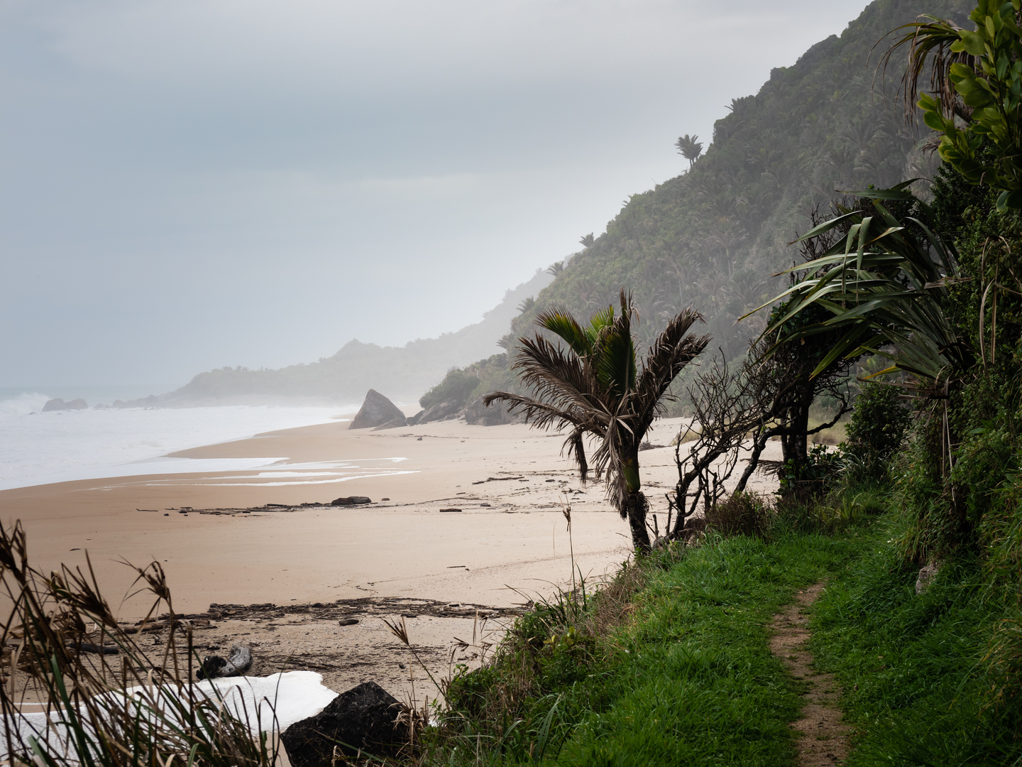 An image depicting the trail Nikau Walk and its surrounding area.