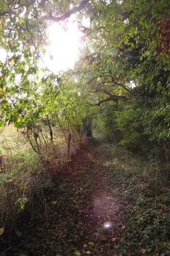 Boveridge Heath and Harefield Plantation Loop - Verwood