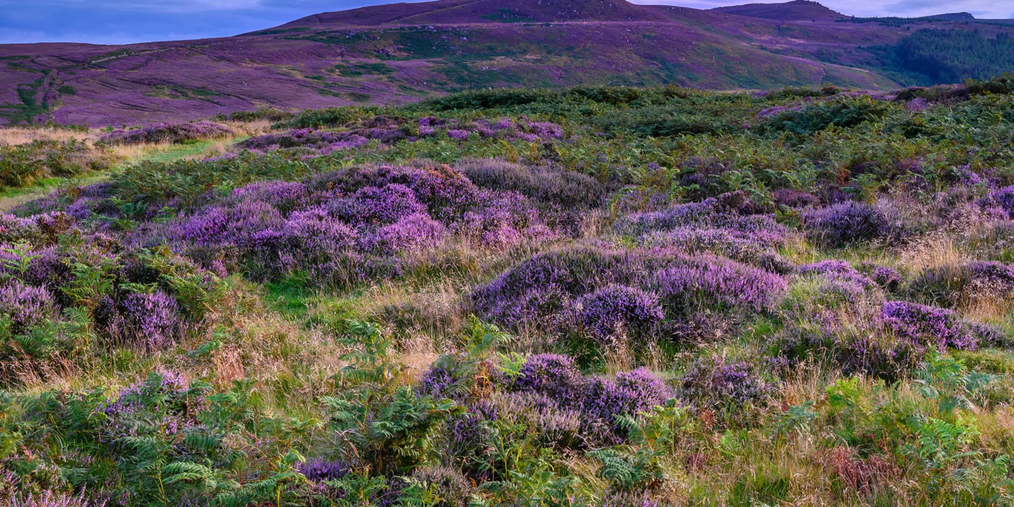 An image depicting the trail The Simonside Hills near Rothbury and its surrounding area.