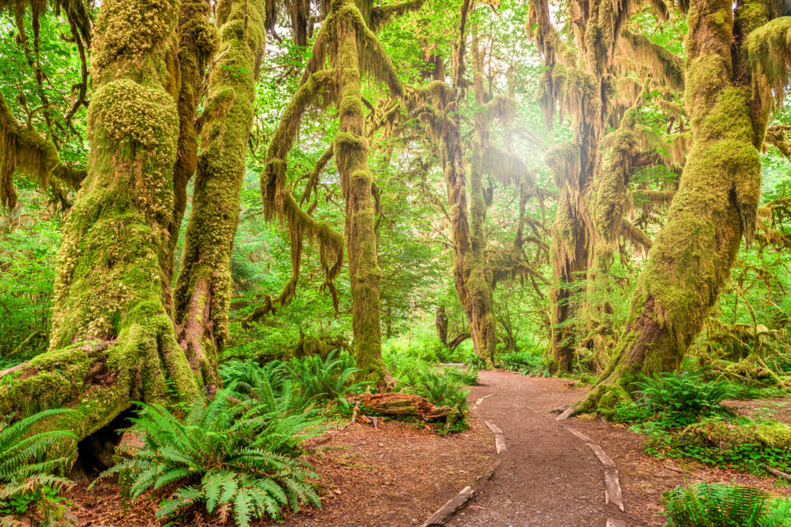 An image depicting the trail Hall of Mosses Trail and its surrounding area.