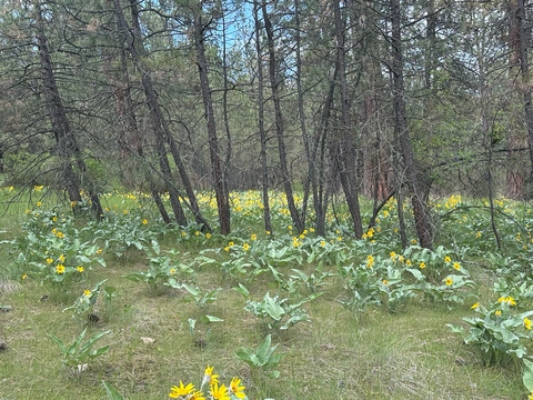 Granite Trail, Evil Twin and Airport Escalator Loop