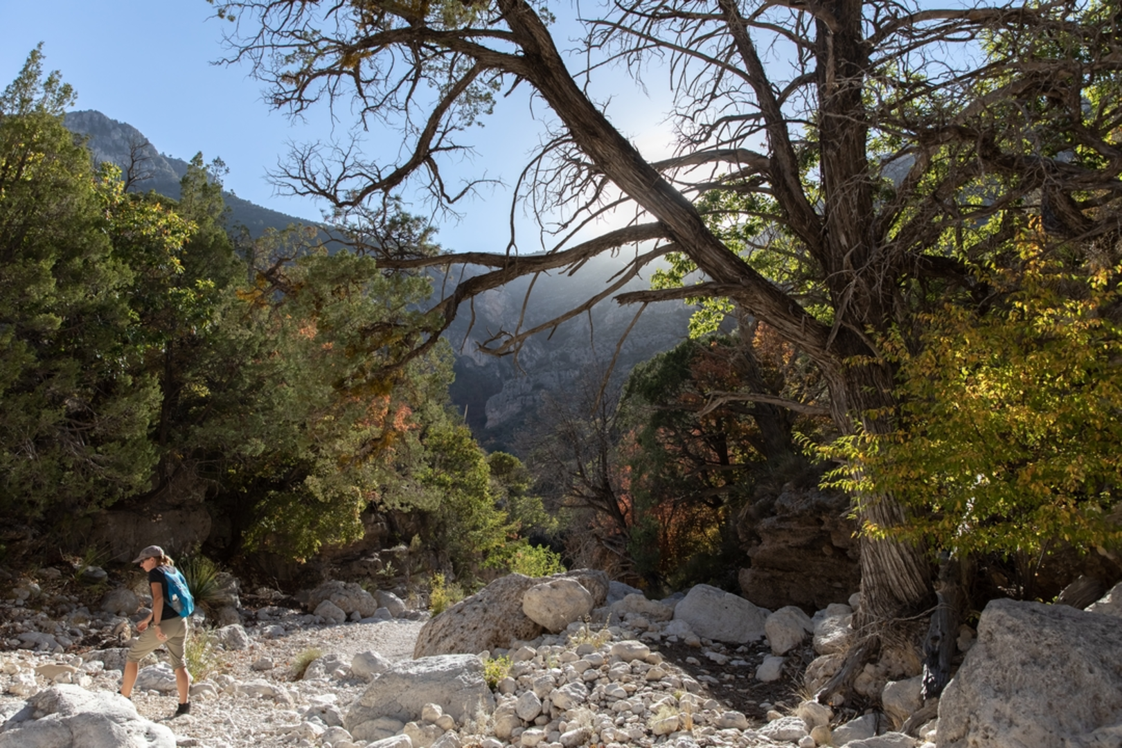 An image depicting the trail Devil's Hall Trail and its surrounding area.