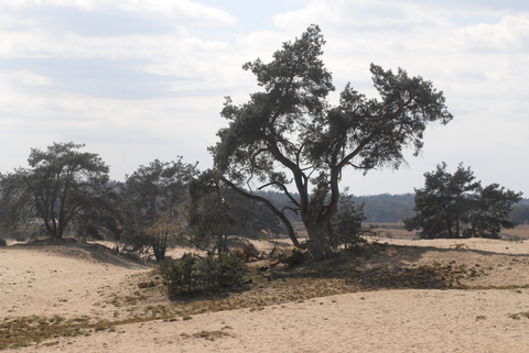 Prins Willemberg, Zilvense Heide and Rozendaalsche Veld Loop