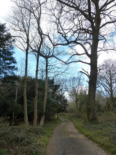 Stoughton Wood Loop