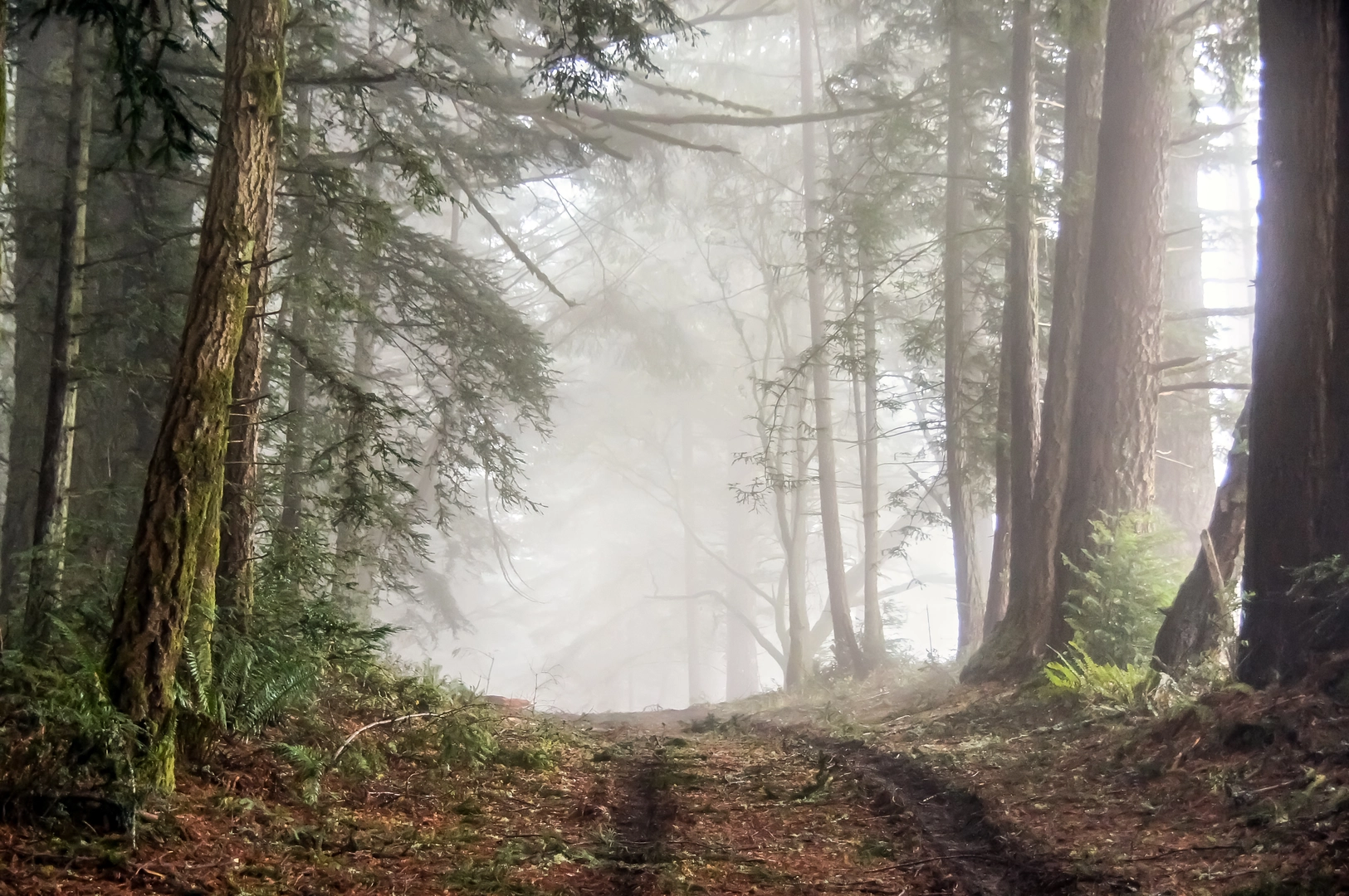 An image depicting the trail Point Reyes Hill via Inverness Ridge and Bayview Trail Loop and its surrounding area.